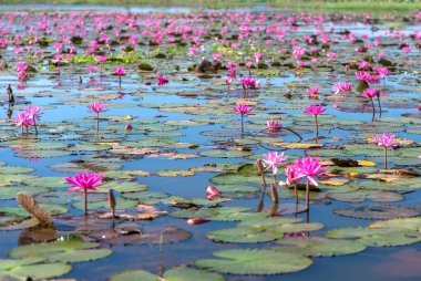 Vietnam, Tay Ninh 'da su basmış büyük bir gölde zambaklar mevsimi açar. Sel suları yükseldiğinde çiçekler doğal olarak büyür. Saflığı, sadeliği temsil eder.