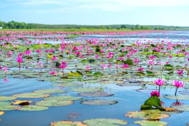 Vietnam, Tay Ninh 'da su basmış büyük bir gölde zambaklar mevsimi açar. Sel suları yükseldiğinde çiçekler doğal olarak büyür. Saflığı, sadeliği temsil eder.
