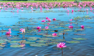 Vietnam, Tay Ninh 'da su basmış büyük bir gölde zambaklar mevsimi açar. Sel suları yükseldiğinde çiçekler doğal olarak büyür. Saflığı, sadeliği temsil eder.