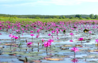 Vietnam, Tay Ninh 'da su basmış büyük bir gölde zambaklar mevsimi açar. Sel suları yükseldiğinde çiçekler doğal olarak büyür. Saflığı, sadeliği temsil eder.