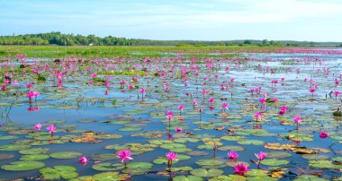 Vietnam, Tay Ninh 'da su basmış büyük bir gölde zambaklar mevsimi açar. Sel suları yükseldiğinde çiçekler doğal olarak büyür. Saflığı, sadeliği temsil eder.