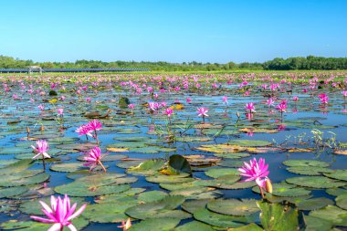 Vietnam, Tay Ninh 'da su basmış büyük bir gölde zambaklar mevsimi açar. Sel suları yükseldiğinde çiçekler doğal olarak büyür. Saflığı, sadeliği temsil eder.