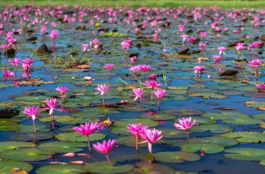 Vietnam, Tay Ninh 'da su basmış büyük bir gölde zambaklar mevsimi açar. Sel suları yükseldiğinde çiçekler doğal olarak büyür. Saflığı, sadeliği temsil eder.