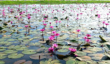 Vietnam, Tay Ninh 'da su basmış büyük bir gölde zambaklar mevsimi açar. Sel suları yükseldiğinde çiçekler doğal olarak büyür. Saflığı, sadeliği temsil eder.