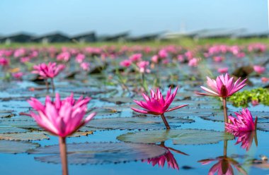 Vietnam, Tay Ninh 'da su basmış büyük bir gölde nilüferler mevsimi açar. Sel suları yükseldiğinde çiçekler doğal olarak büyür. Saflığı, sadeliği temsil eder.