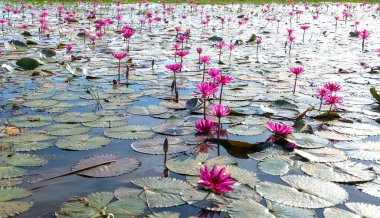 Vietnam, Tay Ninh 'da su basmış büyük bir gölde nilüferler mevsimi açar. Sel suları yükseldiğinde çiçekler doğal olarak büyür. Saflığı, sadeliği temsil eder.