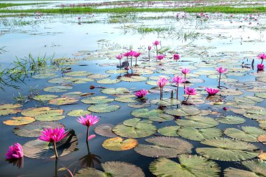 Vietnam, Tay Ninh 'da su basmış büyük bir gölde nilüferler mevsimi açar. Sel suları yükseldiğinde çiçekler doğal olarak büyür. Saflığı, sadeliği temsil eder.