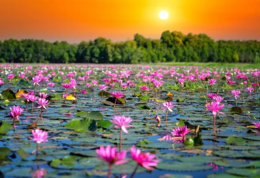 Vietnam, Tay Ninh 'da su basmış büyük bir gölde zambaklar mevsimi açar. Sel suları yükseldiğinde çiçekler doğal olarak büyür. Saflığı, sadeliği temsil eder.