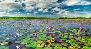 Vietnam, Tay Ninh 'da su basmış büyük bir gölde zambaklar mevsimi açar. Sel suları yükseldiğinde çiçekler doğal olarak büyür. Saflığı, sadeliği temsil eder.
