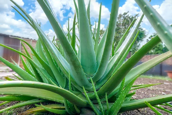 Aloe Vera Planta Jardim Esta Uma Planta Medicinal Alimento Fresco — Fotografia de Stock