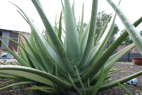 Aloe Vera Planta Jardim Esta Uma Planta Medicinal Alimento Fresco — Fotografia de Stock