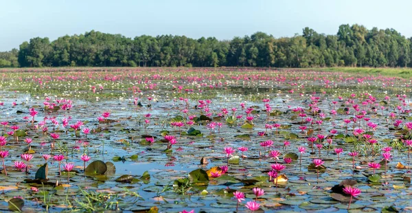 Campos Agua Lirios Florecen Temporada Una Gran Laguna Inundada Tay — Foto de Stock