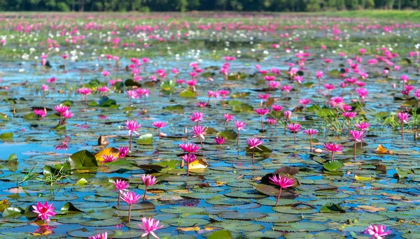 Fields Vízililiom Virágzás Szezonban Egy Nagy Elárasztott Lagúna Tay Ninh — Stock Fotó
