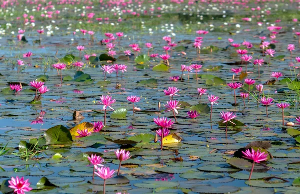 Velden Waterlelies Bloeien Seizoen Een Grote Overstroomde Lagune Tay Ninh — Stockfoto