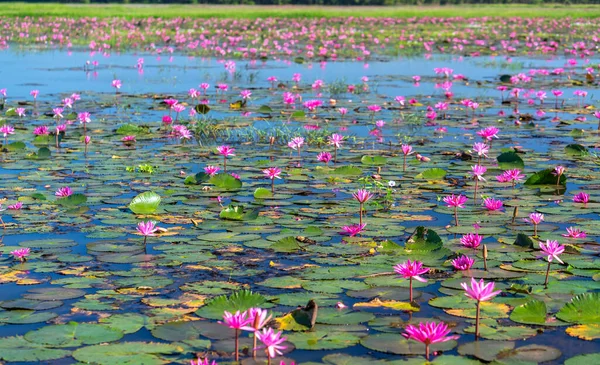 Felder Seerosen Blühen Saison Einer Großen Überfluteten Lagune Tay Ninh — Stockfoto