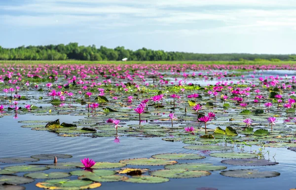 畑の睡蓮は ベトナムのテニンで大きな氾濫したラグーンで季節を咲かせます 花は洪水の水が高いときに自然に成長し シンプルさを表します — ストック写真