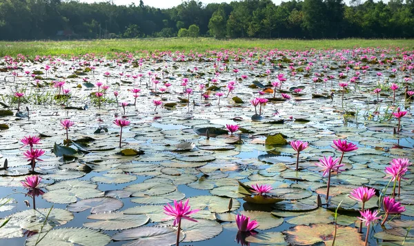 Velden Waterlelies Bloeien Seizoen Een Grote Overstroomde Lagune Tay Ninh — Stockfoto