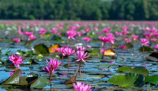 Waterlelies Bloeien Een Grote Overstroomde Lagune Tay Ninh Vietnam Bloemen — Stockfoto