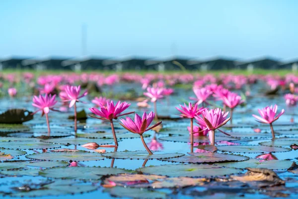 Waterlelies Bloeien Een Grote Overstroomde Lagune Tay Ninh Vietnam Bloemen — Stockfoto