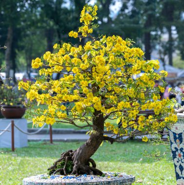 Kayısı bonsai ağacının sarı çiçekli dalları kıvrımlı eşsiz bir güzellik yaratır. Bu özel yanlış bir ağaç baharda Vietnam 'da şansı, refahı 2022 yılını simgeliyor.