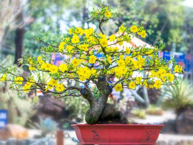 Kayısı bonsai ağacının sarı çiçekli dalları kıvrımlı eşsiz bir güzellik yaratır. Bu özel yanlış bir ağaç baharda Vietnam 'da şansı, refahı 2022 yılını simgeliyor.