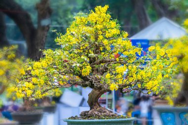 Kayısı bonsai ağacının sarı çiçekli dalları kıvrımlı eşsiz bir güzellik yaratır. Bu özel yanlış bir ağaç baharda Vietnam 'da şansı, refahı 2022 yılını simgeliyor.