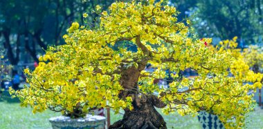 Kayısı bonsai ağacının sarı çiçekli dalları kıvrımlı eşsiz bir güzellik yaratır. Bu özel yanlış bir ağaç baharda Vietnam 'da şansı, refahı 2022 yılını simgeliyor.