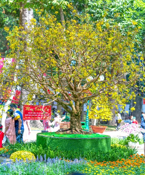 Chi Minh Stadt Vietnam Januar 2022 Der Uralte Marillenbaum Blüht — Stockfoto