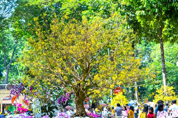 ベトナムホーチミン市2022年1月29日 ベトナムのホーチミン市の観光客を魅了する春の朝に旧正月に役立つ文化公園で古代のアプリコットの木が咲きます — ストック写真
