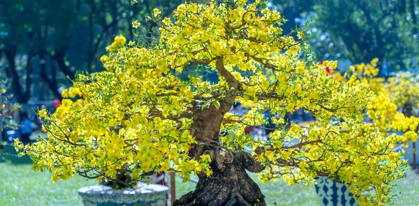 Kayısı Bonsai Ağacının Sarı Çiçekli Dalları Kıvrımlı Eşsiz Bir Güzellik — Stok fotoğraf