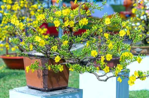 stock image Apricot bonsai tree blooming with yellow flowering branches curving create unique beauty. This is a special wrong tree symbolizes luck, prosperity in spring Vietnam Lunar New Year 2022