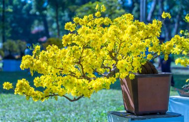 Kayısı bonsai ağacının sarı çiçekli dalları kıvrımlı eşsiz bir güzellik yaratır. Bu özel yanlış bir ağaç baharda Vietnam 'da şansı, refahı 2022 yılını simgeliyor.