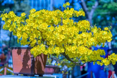 Kayısı bonsai ağacının sarı çiçekli dalları kıvrımlı eşsiz bir güzellik yaratır. Bu özel yanlış bir ağaç baharda Vietnam 'da şansı, refahı 2022 yılını simgeliyor.