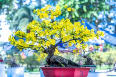 Kayısı bonsai ağacının sarı çiçekli dalları kıvrımlı eşsiz bir güzellik yaratır. Bu özel yanlış bir ağaç baharda Vietnam 'da şansı, refahı 2022 yılını simgeliyor.