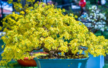 Kayısı bonsai ağacının sarı çiçekli dalları kıvrımlı eşsiz bir güzellik yaratır. Bu özel yanlış bir ağaç baharda Vietnam 'da şansı, refahı 2022 yılını simgeliyor.