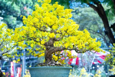 Kayısı bonsai ağacının sarı çiçekli dalları kıvrımlı eşsiz bir güzellik yaratır. Bu özel yanlış bir ağaç baharda Vietnam 'da şansı, refahı 2022 yılını simgeliyor.