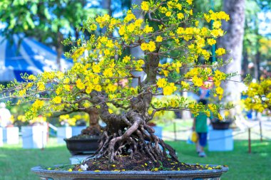 Kayısı bonsai ağacının sarı çiçekli dalları kıvrımlı eşsiz bir güzellik yaratır. Bu özel yanlış bir ağaç baharda Vietnam 'da şansı, refahı 2022 yılını simgeliyor.