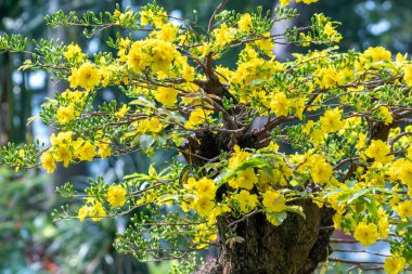 Kayısı bonsai ağacının sarı çiçekli dalları kıvrımlı eşsiz bir güzellik yaratır. Bu özel yanlış bir ağaç baharda Vietnam 'da şansı, refahı 2022 yılını simgeliyor.