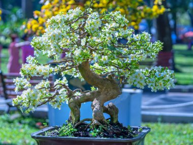 Kayısı bonsai ağacının sarı çiçekli dalları kıvrımlı eşsiz bir güzellik yaratır. Bu özel yanlış bir ağaç baharda Vietnam 'da şansı, refahı 2022 yılını simgeliyor.