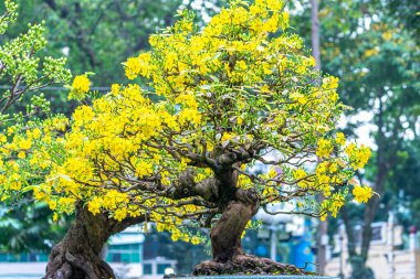 Kayısı bonsai ağacının sarı çiçekli dalları kıvrımlı eşsiz bir güzellik yaratır. Bu özel yanlış bir ağaç baharda Vietnam 'da şansı, refahı 2022 yılını simgeliyor.