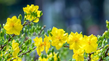 Sarı kayısı çiçekleri dallar açan hoş kokulu yapraklar baharın geldiğini gösteriyor, bu 2022 'deki iyi şans için sembolik bir çiçek.