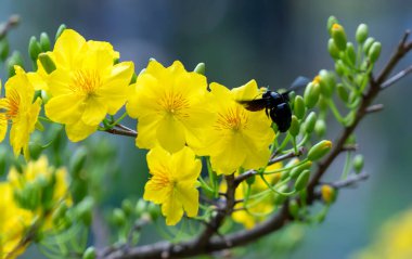 Sarı kayısı çiçekleri dallar açan hoş kokulu yapraklar baharın geldiğini gösteriyor, bu 2022 'deki iyi şans için sembolik bir çiçek.