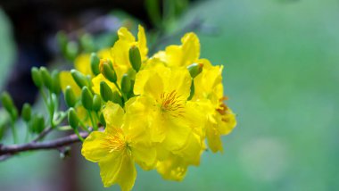 Sarı kayısı çiçekleri dallar açan hoş kokulu yapraklar baharın geldiğini gösteriyor, bu 2022 'deki iyi şans için sembolik bir çiçek.