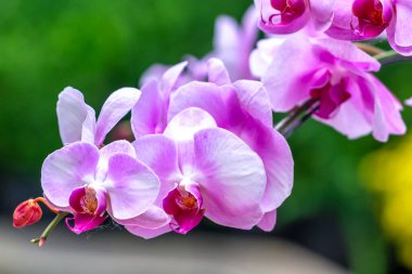Phalaenopsis orkideleri baharda açar. Yeni yıl 2022, doğanın güzelliğini süslüyor. Tropik bahçelerde süslenmiş nadir bir vahşi orkide. 