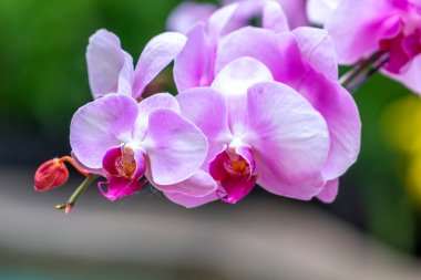 Phalaenopsis orkideleri baharda açar. Yeni yıl 2022, doğanın güzelliğini süslüyor. Tropik bahçelerde süslenmiş nadir bir vahşi orkide. 