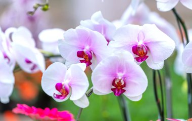 Phalaenopsis orkideleri baharda açar. Yeni yıl 2022, doğanın güzelliğini süslüyor. Tropik bahçelerde süslenmiş nadir bir vahşi orkide. 