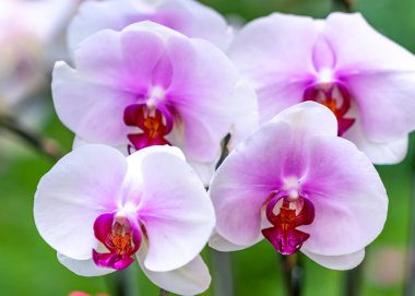 Phalaenopsis orkideleri baharda açar. Yeni yıl 2022, doğanın güzelliğini süslüyor. Tropik bahçelerde süslenmiş nadir bir vahşi orkide. 