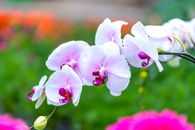 Phalaenopsis orkideleri baharda açar. Yeni yıl 2022, doğanın güzelliğini süslüyor. Tropik bahçelerde süslenmiş nadir bir vahşi orkide. 