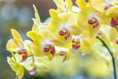 Phalaenopsis orkideleri baharda açar. Yeni yıl 2022, doğanın güzelliğini süslüyor. Tropik bahçelerde süslenmiş nadir bir vahşi orkide.
