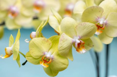 Phalaenopsis orkideleri baharda açar. Yeni yıl 2022, doğanın güzelliğini süslüyor. Tropik bahçelerde süslenmiş nadir bir vahşi orkide.